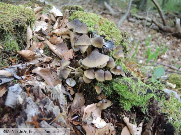 Mycena viridimarginata