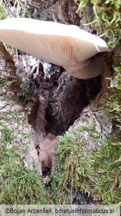 Pleurotus dryinus