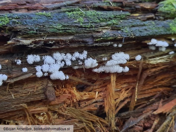 Ceratiomyxa fruticulosa