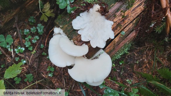 Pleurocybella porrigens