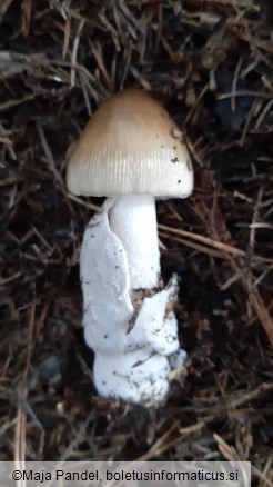 Amanita battarrae