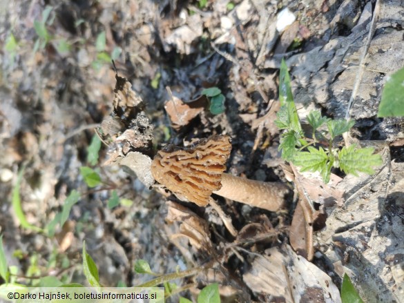Verpa bohemica