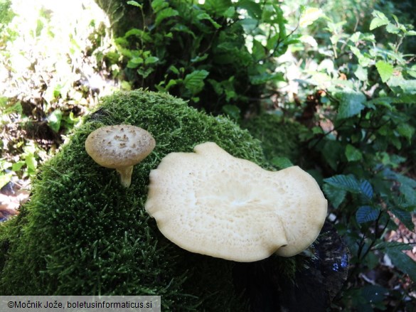 Polyporus tuberaster