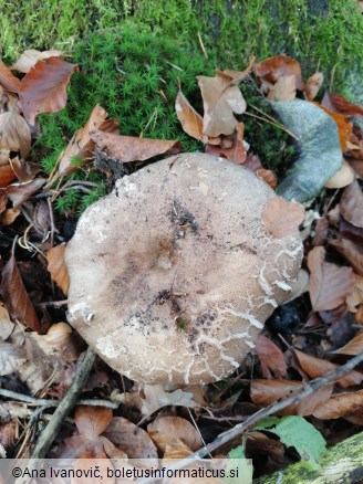 Russula adusta