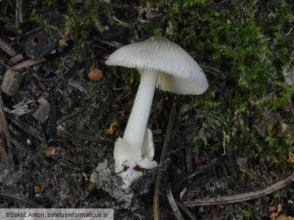 Volvariella taylorii