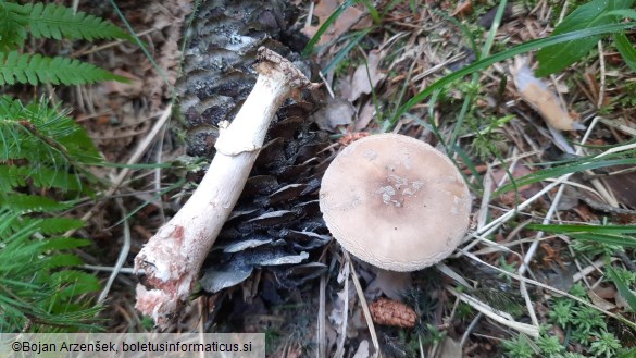 Amanita rubescens var. annulosulphurea