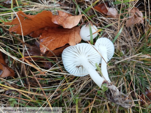 Camarophyllus virgineus