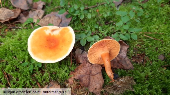 Hygrophoropsis aurantiaca