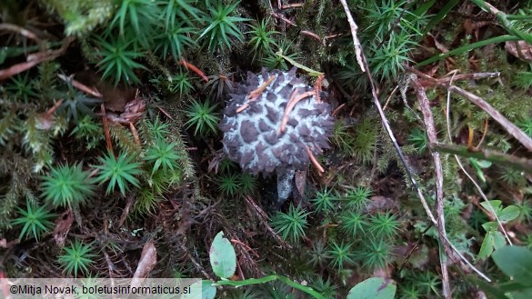 Strobilomyces strobilaceus