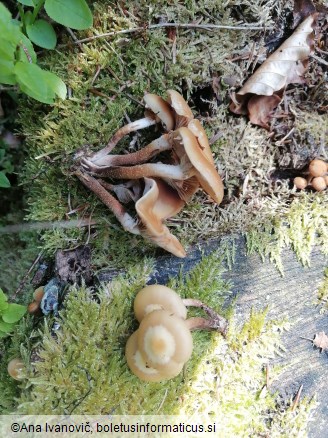 Kuehneromyces mutabilis