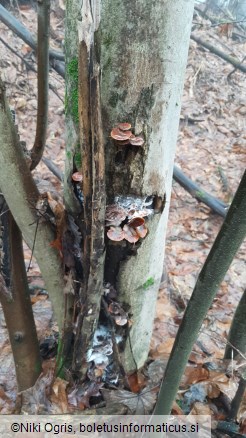 Flammulina velutipes