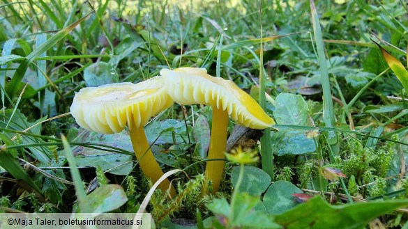 Hygrocybe ceracea