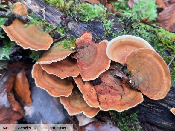 Stereum insignitum