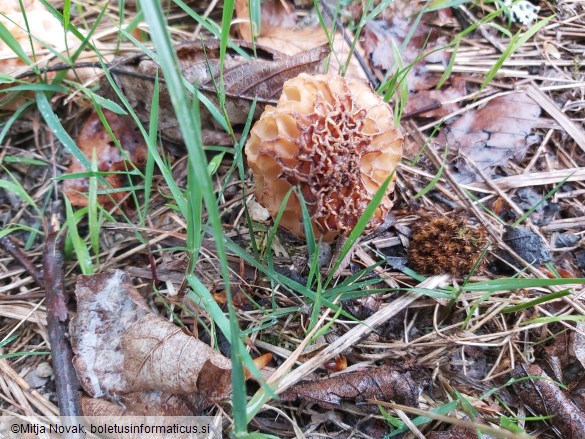 Morchella esculenta