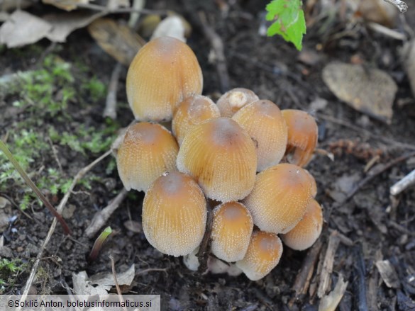 Coprinellus micaceus