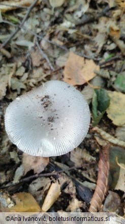 Amanita vaginata