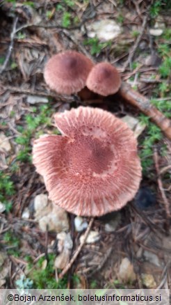 Tricholoma vaccinum