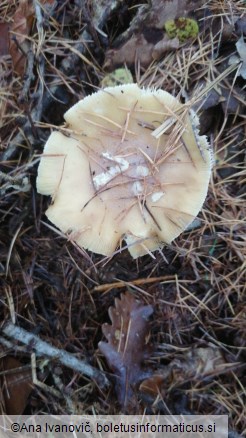 Amanita gemmata