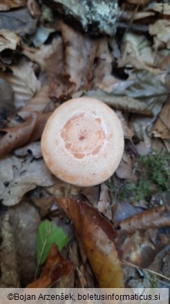 Lactarius chrysorrheus