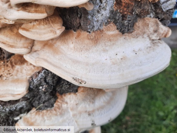 Trametes hirsuta