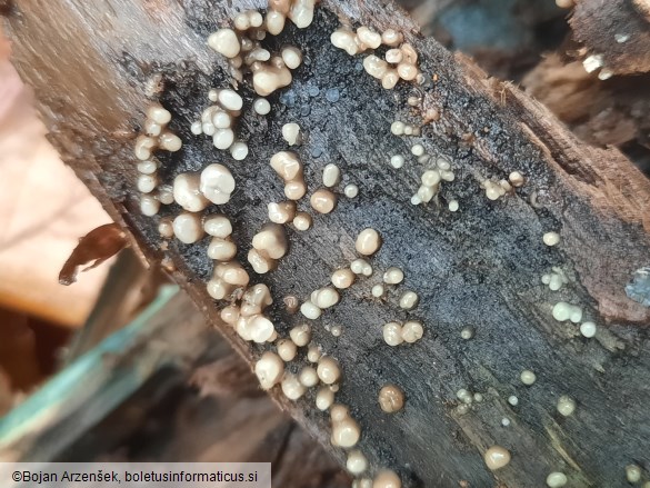 Helicogloea compressa