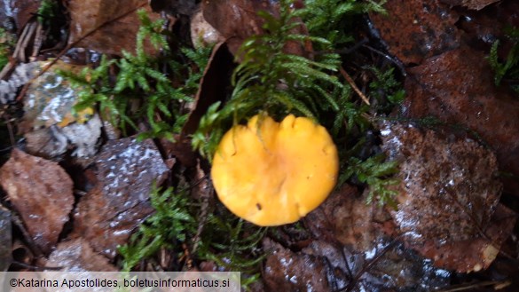 Cantharellus cibarius