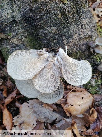 Pleurotus ostreatus