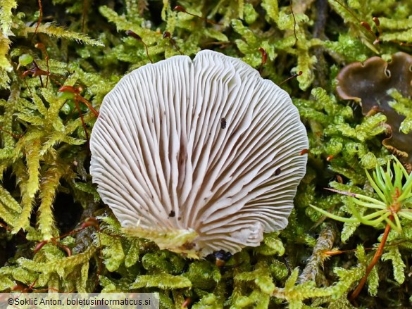 Crepidotus applanatus