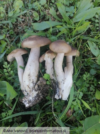 Lyophyllum loricatum