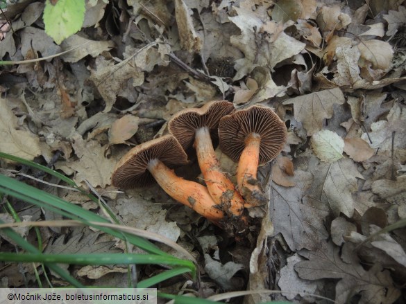 Cortinarius bulliardii