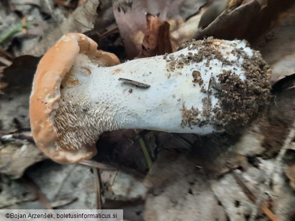 Hydnum repandum f. amarum