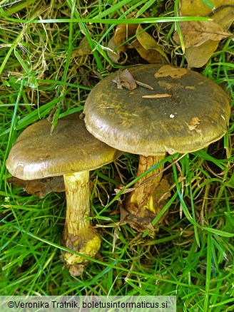 Calonarius atrovirens