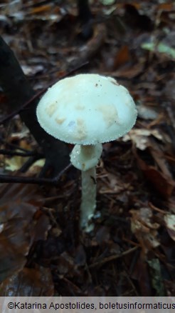 Amanita citrina