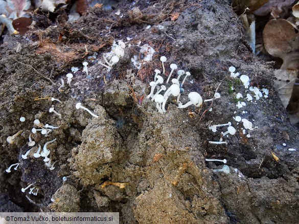 Cudoniella acicularis