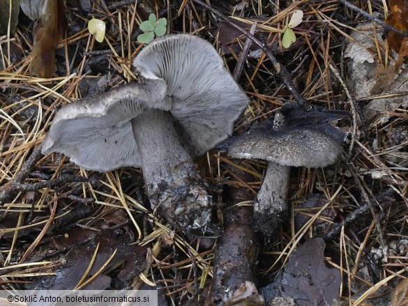 Tricholoma squarrulosum