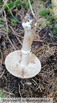 Cortinarius caperatus