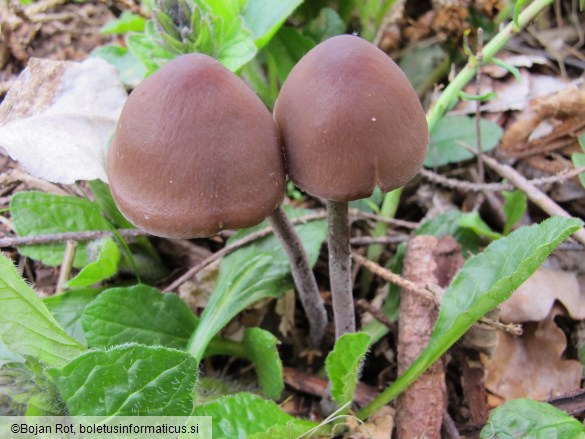 Panaeolus rickenii