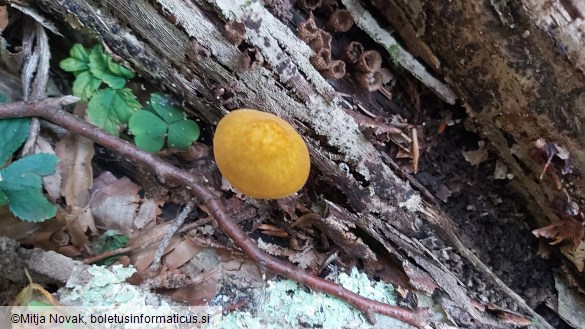 Pluteus leoninus