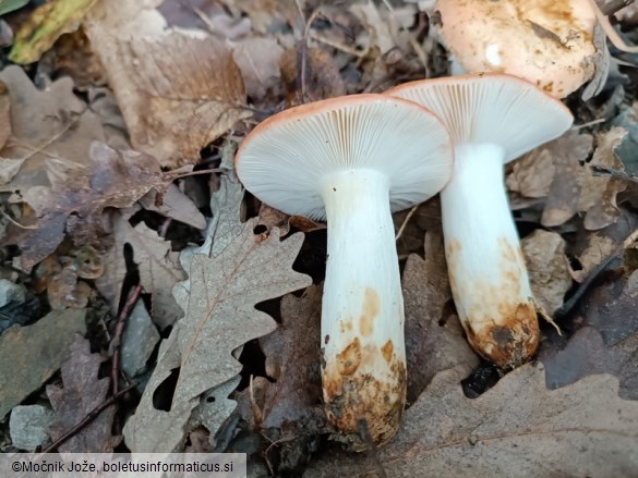 Russula prinophila