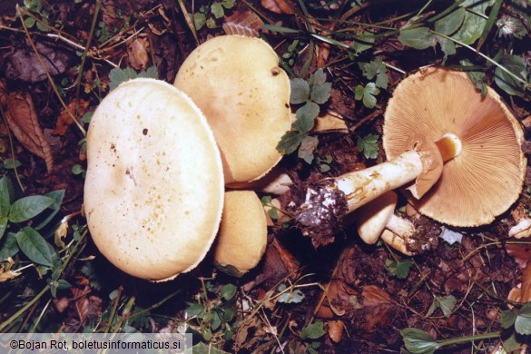 Phaeolepiota aurea