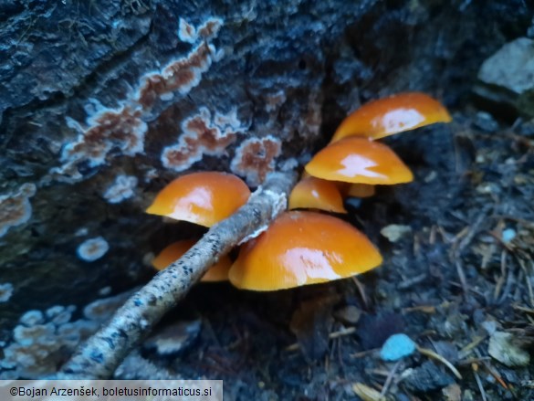 Flammulina velutipes