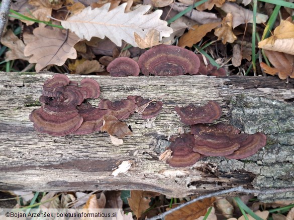 Daedaleopsis tricolor