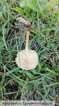 Marasmius oreades