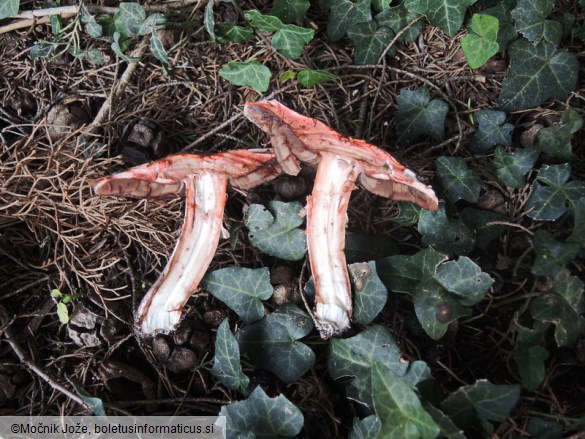 Agaricus langei