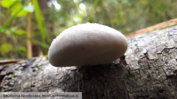 Piptoporus betulinus