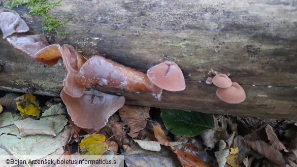 Auricularia auricula-judae