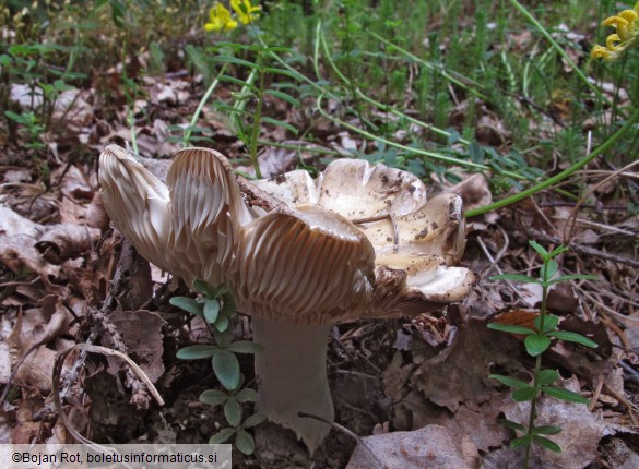 Russula medullata