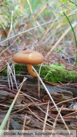 Tricholomopsis decora