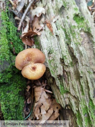 Tricholomopsis rutilans