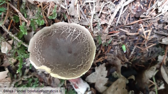 Boletus chrysenteron